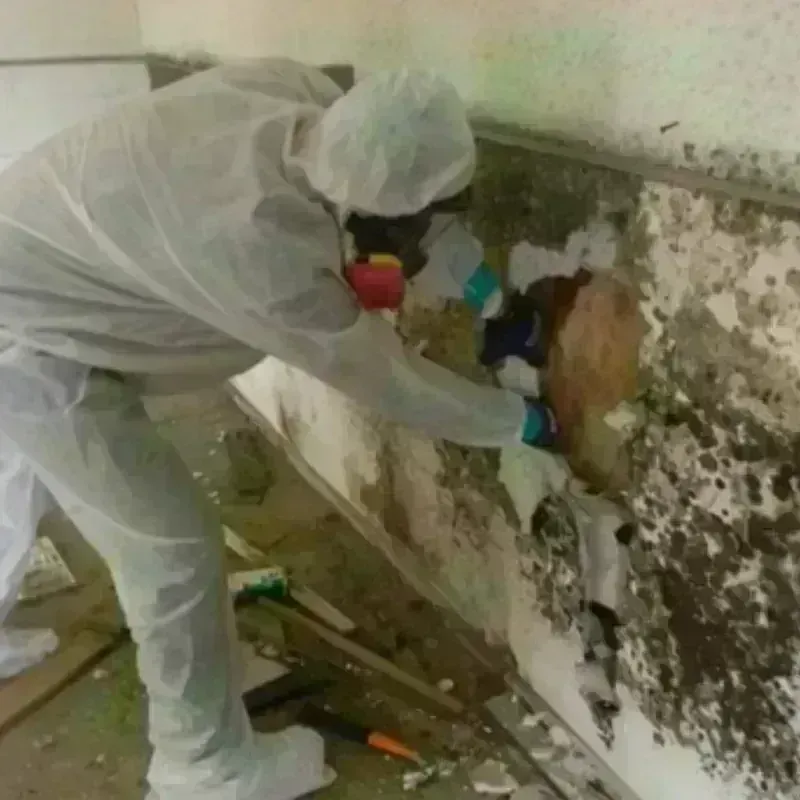 Mold Remediation and Removal in Red Lake, MN